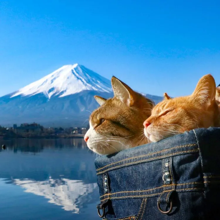 Daikichi dan Fuku-Chan, Duet Kucing Asal Jepang yang Suka Traveling. Imut dan Unyu Banget Sih 11