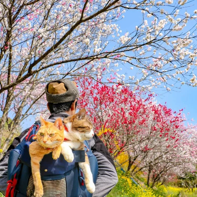Daikichi dan Fuku-Chan, Duet Kucing Asal Jepang yang Suka Traveling. Imut dan Unyu Banget Sih 16