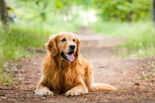 Pemeran Film Air Bud Lagi Anniversary ke-150, Saatnya Kamu Tahu Kapan 12 Ras Anjing Ini Mulai Ada 15