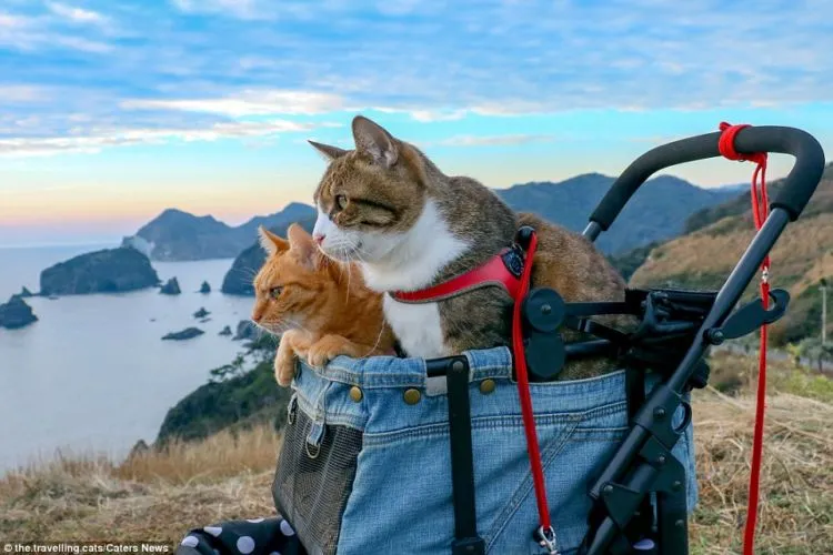 Daikichi dan Fuku-Chan, Duet Kucing Asal Jepang yang Suka Traveling. Imut dan Unyu Banget Sih 17