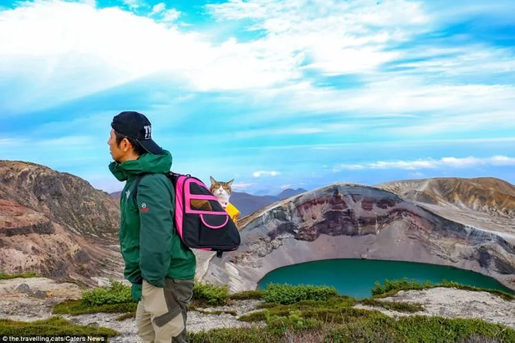 Daikichi dan Fuku-Chan, Duet Kucing Asal Jepang yang Suka Traveling. Imut dan Unyu Banget Sih 10