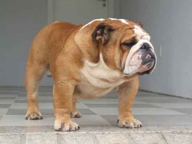 Pemeran Film Air Bud Lagi Anniversary ke-150, Saatnya Kamu Tahu Kapan 12 Ras Anjing Ini Mulai Ada 17