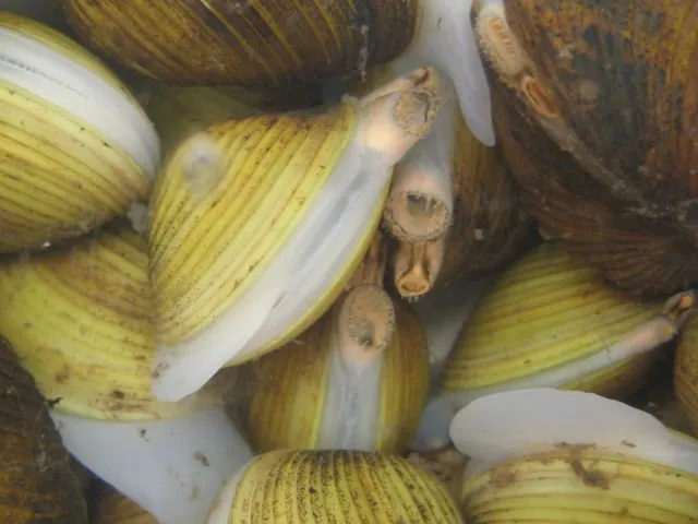 5 Fakta Cara Hidup Kerang, Termasuk Bagaimana Ia Berjalan dan Bisa Hasilkan Mutiara 6