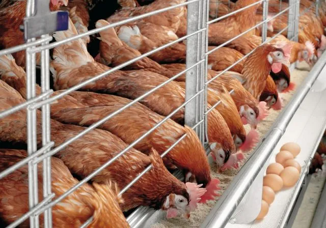 5 Alasan Kenapa Harga Telur Ayam Terus Naik, Padahal Lebaran Udah Lewat Lho 7