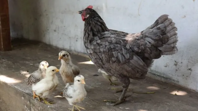 5 Alasan Kenapa Harga Telur Ayam Terus Naik, Padahal Lebaran Udah Lewat Lho 8