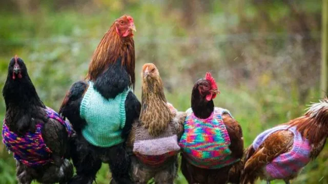5 Alasan Kenapa Harga Telur Ayam Terus Naik, Padahal Lebaran Udah Lewat Lho 9
