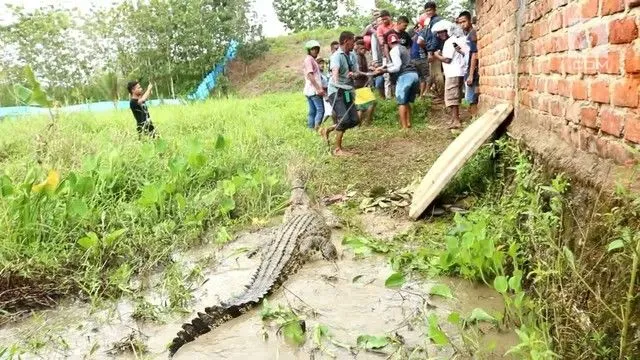 Ratusan Buaya Mati Dibantai dan Pelakunya Hanya Terancam 9 Bulan Penjara. Adil Nggak Sih? 8