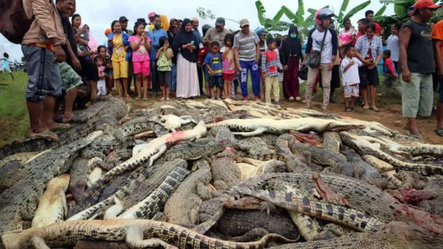 Ratusan Buaya Mati Dibantai dan Pelakunya Hanya Terancam 9 Bulan Penjara. Adil Nggak Sih? 9