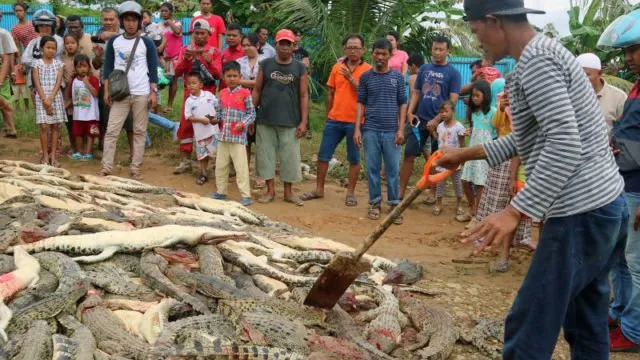 Ratusan Buaya Mati Dibantai dan Pelakunya Hanya Terancam 9 Bulan Penjara. Adil Nggak Sih? 7