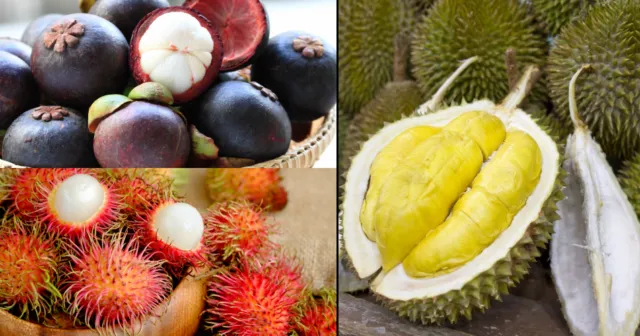 Kalender Musim Buah di Indonesia, Berbagai Jadwal Panen Buah 13