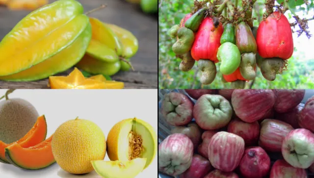Kalender Musim Buah di Indonesia, Berbagai Jadwal Panen Buah 19