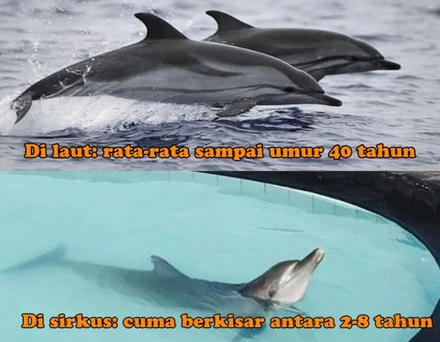 Fakta Pahit di Balik Pentas Lumba-lumba & Sederet Alasan Kenapa Kamu Harus Berhenti Nonton 21