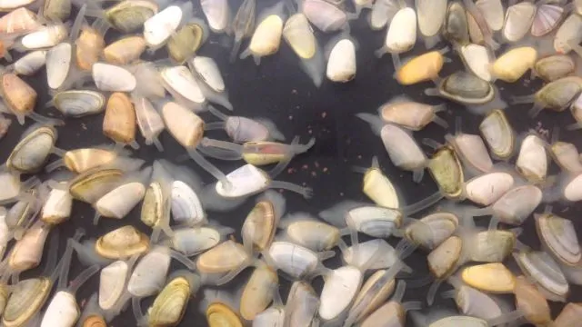 5 Fakta Cara Hidup Kerang, Termasuk Bagaimana Ia Berjalan dan Bisa Hasilkan Mutiara 7