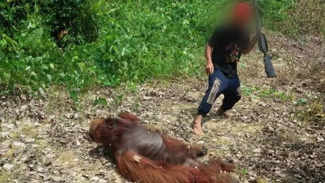 Ratusan Buaya Mati Dibantai dan Pelakunya Hanya Terancam 9 Bulan Penjara. Adil Nggak Sih? 10