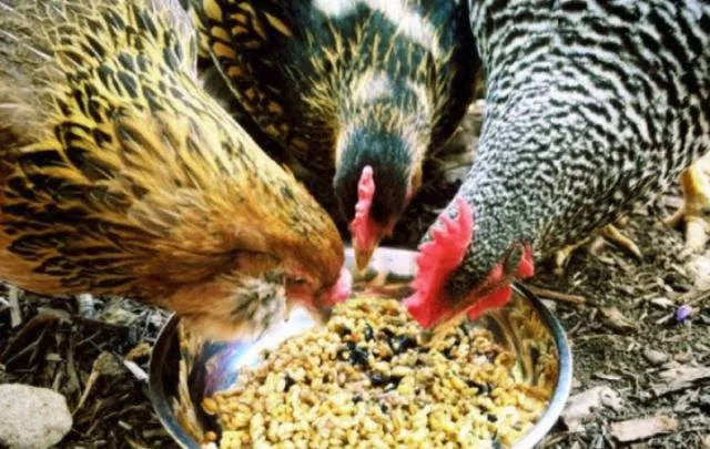 5 Alasan Kenapa Harga Telur Ayam Terus Naik, Padahal Lebaran Udah Lewat Lho 11