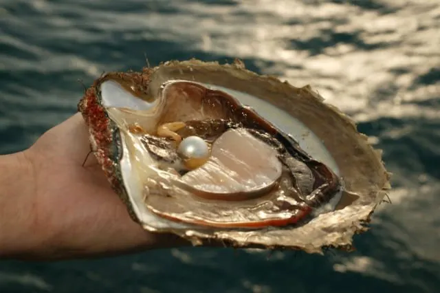 5 Fakta Cara Hidup Kerang, Termasuk Bagaimana Ia Berjalan dan Bisa Hasilkan Mutiara 8