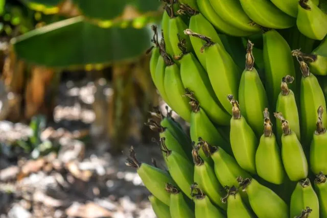Pisang Bisa Hilang Selamanya dari Dunia. Menurut Ahli, Buah Ini Sedang Terancam Penyakit Panama 7