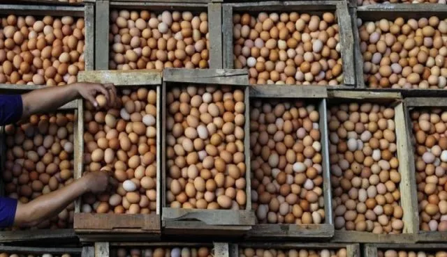 5 Alasan Kenapa Harga Telur Ayam Terus Naik, Padahal Lebaran Udah Lewat Lho 10