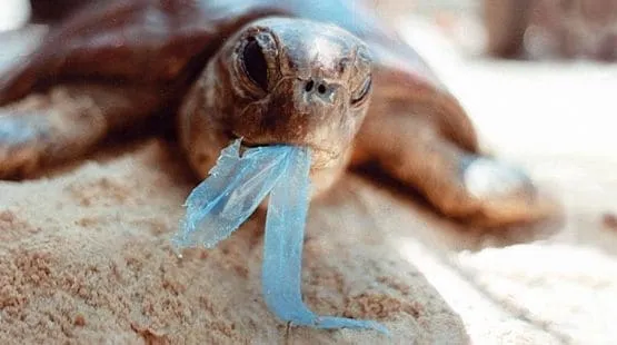 Hidup Tanpa Plastik? Sebenarnya Bisa Banget Lho! Lihat Aja 6 Tempat di Mana Plastik Sudah Dilarang 14