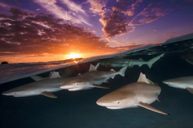 Daftar Foto Pemenang Underwater Photography of The Year 2018. Foto Bawah Laut Selalu Menakjubkan ya! 15