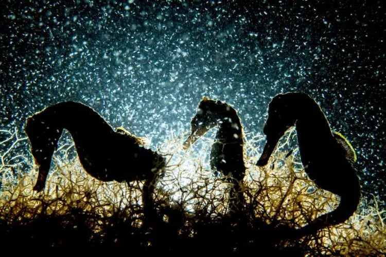 Daftar Foto Pemenang Underwater Photography of The Year 2018. Foto Bawah Laut Selalu Menakjubkan ya! 16