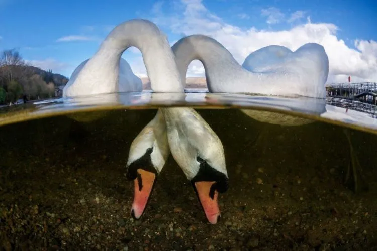 Daftar Foto Pemenang Underwater Photography of The Year 2018. Foto Bawah Laut Selalu Menakjubkan ya! 12