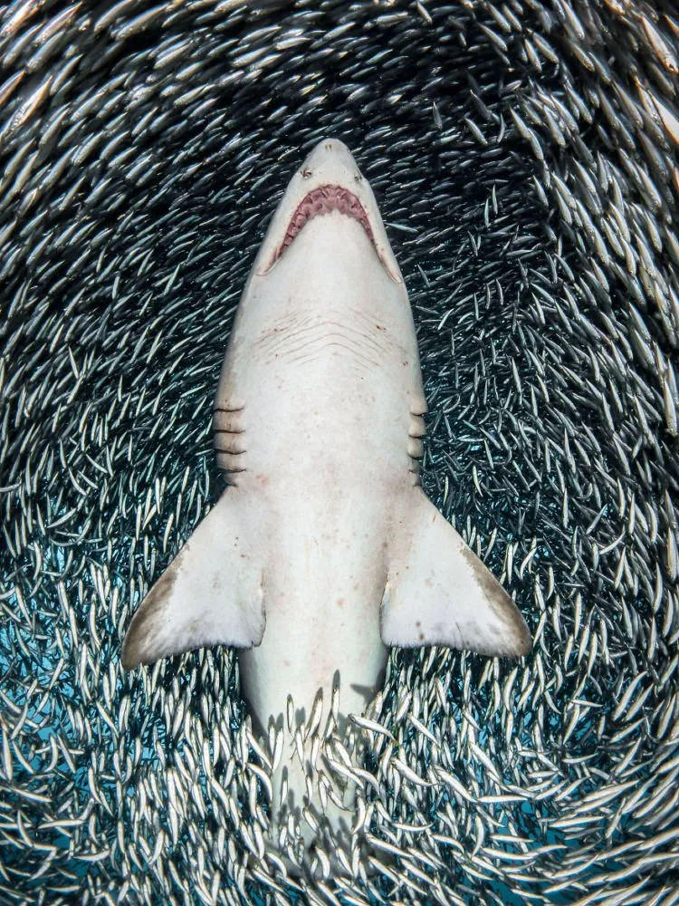 Daftar Foto Pemenang Underwater Photography of The Year 2018. Foto Bawah Laut Selalu Menakjubkan ya! 13