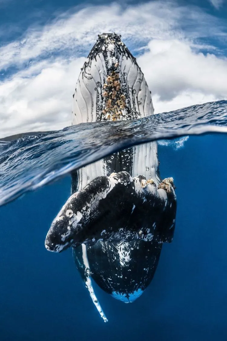Daftar Foto Pemenang Underwater Photography of The Year 2018. Foto Bawah Laut Selalu Menakjubkan ya! 18