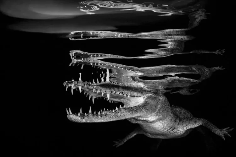 Daftar Foto Pemenang Underwater Photography of The Year 2018. Foto Bawah Laut Selalu Menakjubkan ya! 17