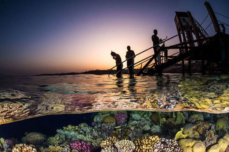 Daftar Foto Pemenang Underwater Photography of The Year 2018. Foto Bawah Laut Selalu Menakjubkan ya! 20