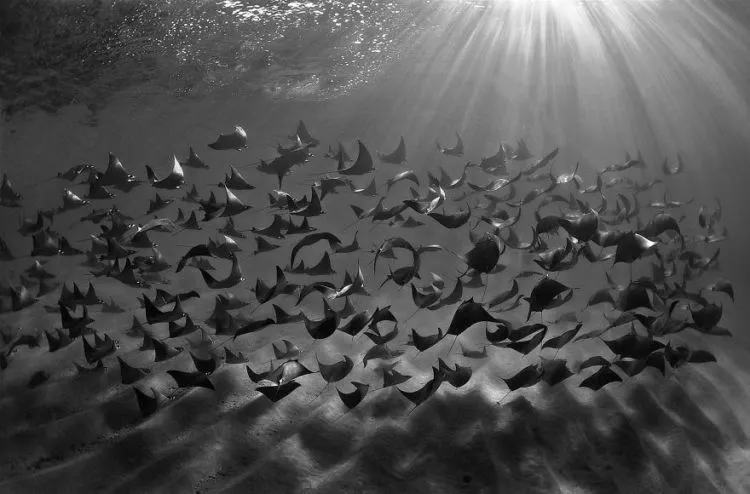 Daftar Foto Pemenang Underwater Photography of The Year 2018. Foto Bawah Laut Selalu Menakjubkan ya! 19