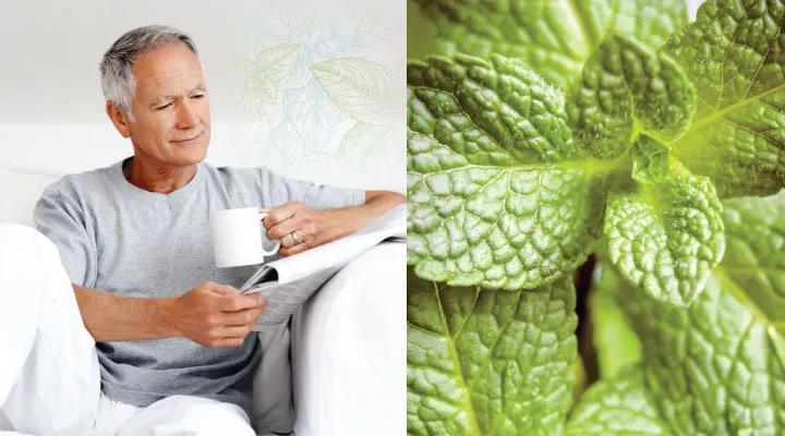 10+ Khasiat Rahasia Daun Spearmint yang Bisa Kamu Manfaatkan. Harga Murah tapi Manfaatnya Segudang! 20