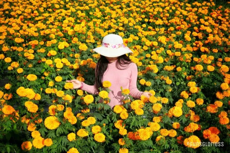 Gemitir Garden, Taman Bunga Marigold yang Instagramable di Bali. Jadi Pengen ke Bali Lagi Nih! 8