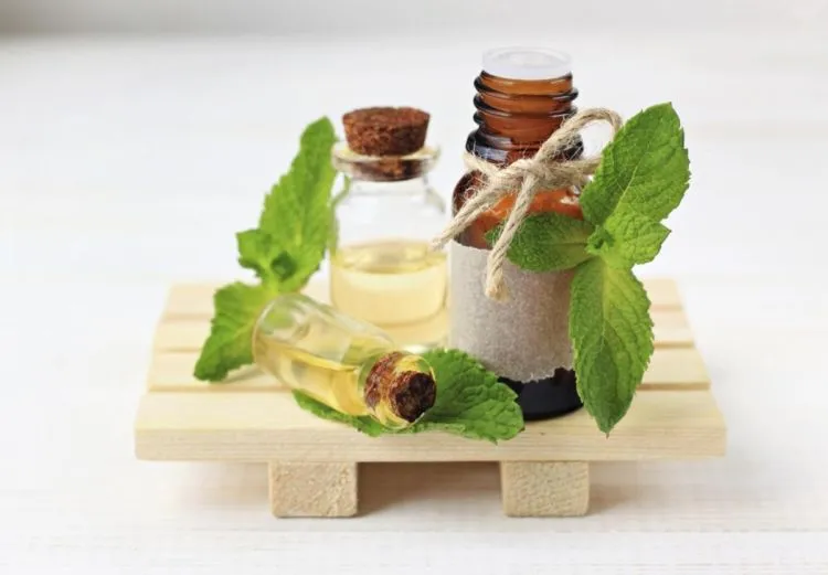 10+ Khasiat Rahasia Daun Spearmint yang Bisa Kamu Manfaatkan. Harga Murah tapi Manfaatnya Segudang! 21