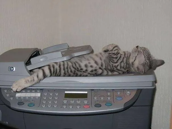 17 Potret ini Jadi Bukti Kalau Kucing Memang Bisa Tidur di Mana Saja. Eh, Atau Mereka Ketiduran, Ya? :D 31