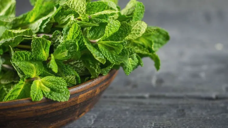 10+ Khasiat Rahasia Daun Spearmint yang Bisa Kamu Manfaatkan. Harga Murah tapi Manfaatnya Segudang! 13