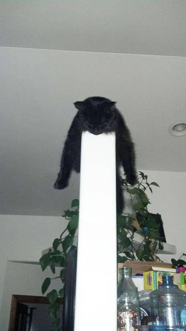 17 Potret ini Jadi Bukti Kalau Kucing Memang Bisa Tidur di Mana Saja. Eh, Atau Mereka Ketiduran, Ya? :D 21