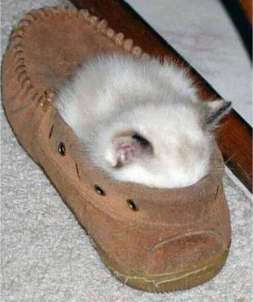 17 Potret ini Jadi Bukti Kalau Kucing Memang Bisa Tidur di Mana Saja. Eh, Atau Mereka Ketiduran, Ya? :D 33
