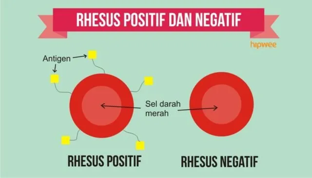 10 Fakta Pentingnya Tahu Tipe Rhesus Darah Kalian, Bukan Cuma Golongan Darah ABO Doang 12
