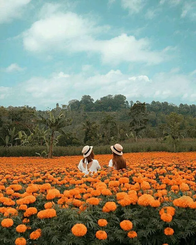 Gemitir Garden, Taman Bunga Marigold yang Instagramable di Bali. Jadi Pengen ke Bali Lagi Nih! 6