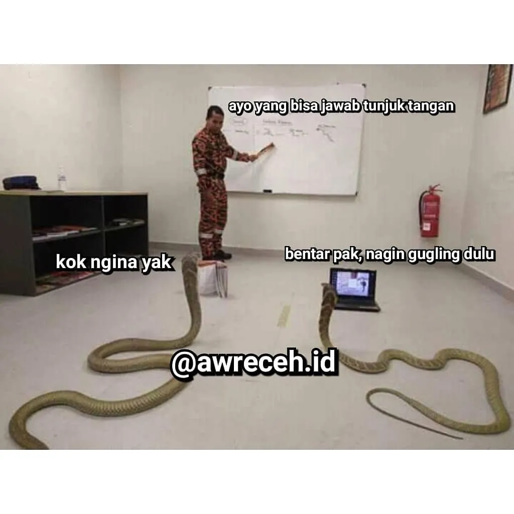17 Hewan ini Mainnya Terlalu Jauh. Penasaran Nggak sih, kok Bisa Sampai di Sana? :D 20