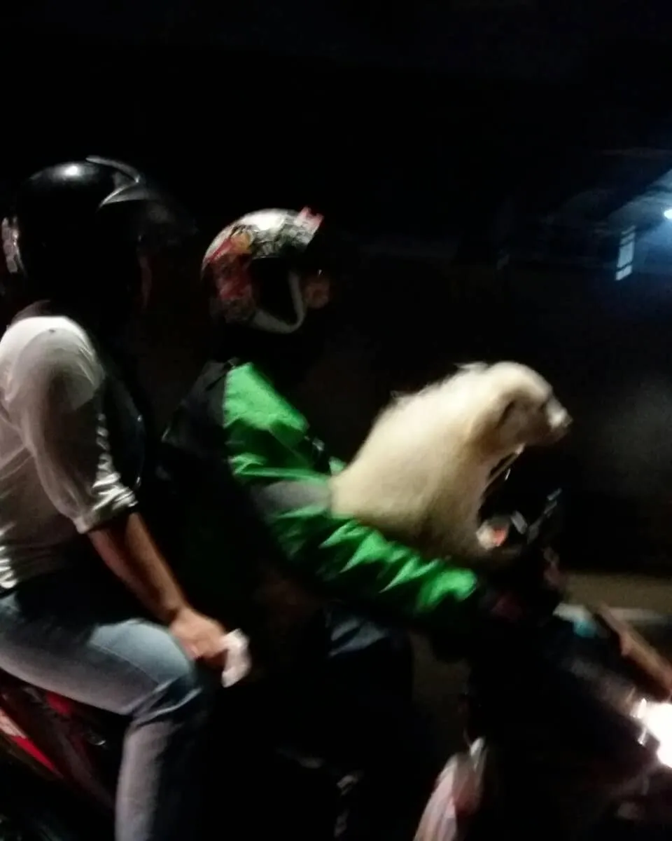 15 Momen Berat Abang Ojol Saat Antar Pesanan Nggak Logis. Dari Kasur Sampai Kulkas, Dibawa Pake Motor! 27