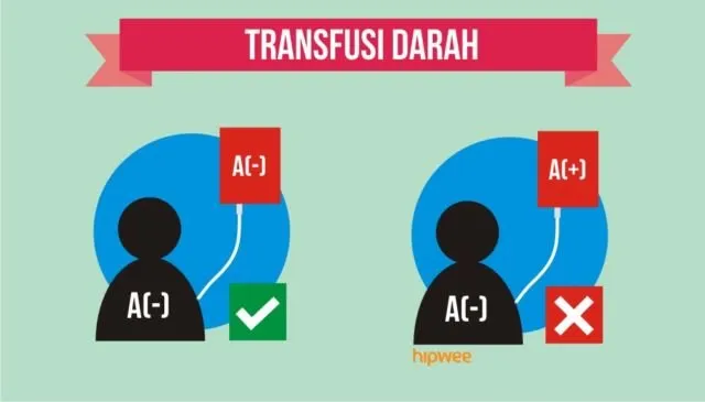 10 Fakta Pentingnya Tahu Tipe Rhesus Darah Kalian, Bukan Cuma Golongan Darah ABO Doang 13