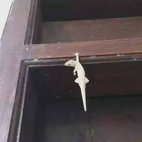 17 Hewan ini Mainnya Terlalu Jauh. Penasaran Nggak sih, kok Bisa Sampai di Sana? :D 22