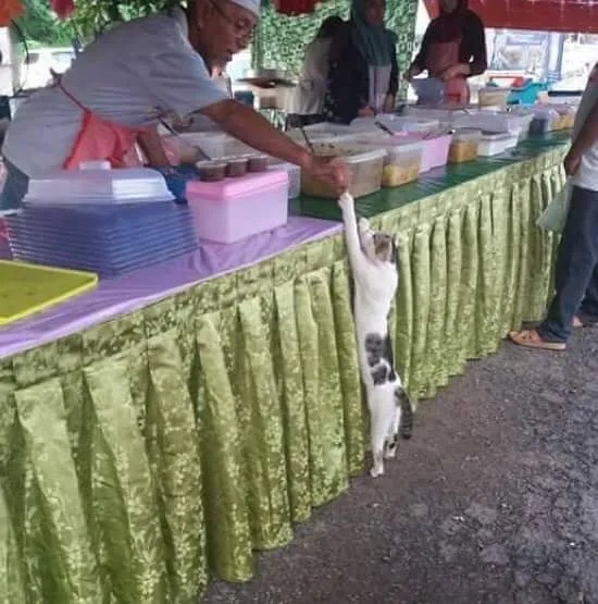 17 Hewan ini Mainnya Terlalu Jauh. Penasaran Nggak sih, kok Bisa Sampai di Sana? :D 29