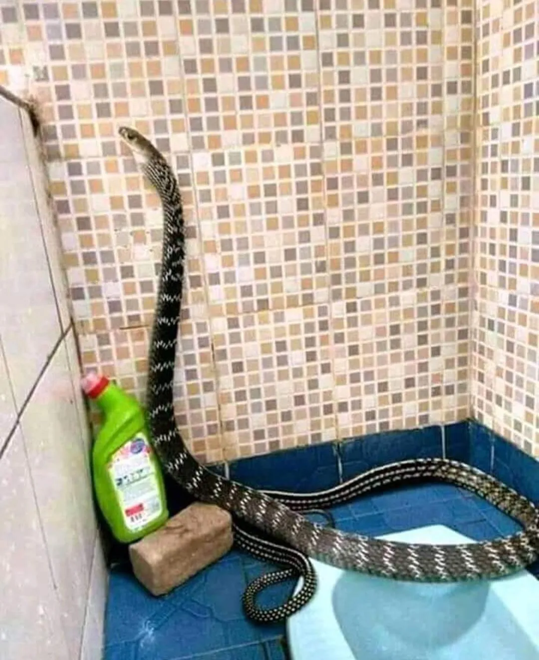 17 Hewan ini Mainnya Terlalu Jauh. Penasaran Nggak sih, kok Bisa Sampai di Sana? :D 31