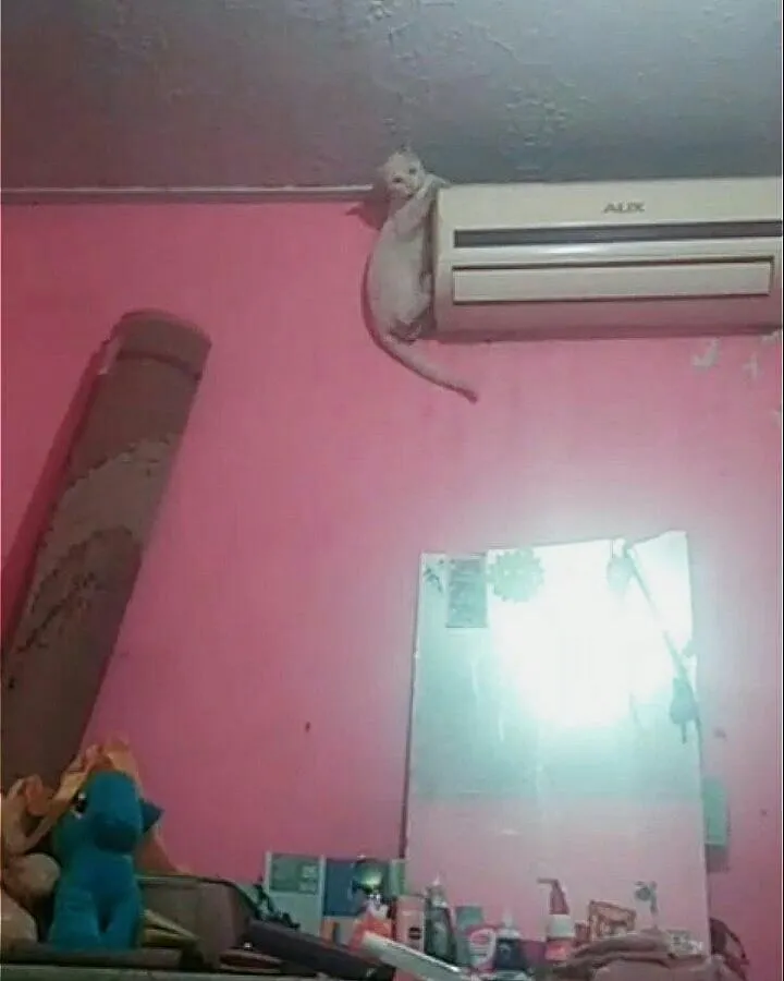 17 Hewan ini Mainnya Terlalu Jauh. Penasaran Nggak sih, kok Bisa Sampai di Sana? :D 25