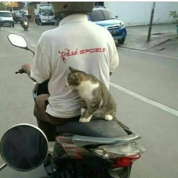 17 Hewan ini Mainnya Terlalu Jauh. Penasaran Nggak sih, kok Bisa Sampai di Sana? :D 32