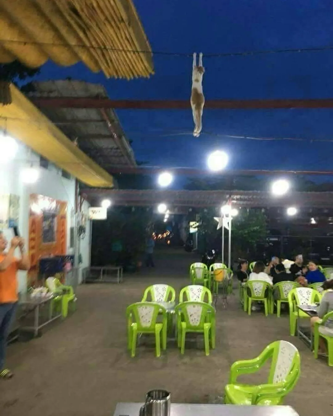 17 Hewan ini Mainnya Terlalu Jauh. Penasaran Nggak sih, kok Bisa Sampai di Sana? :D 18
