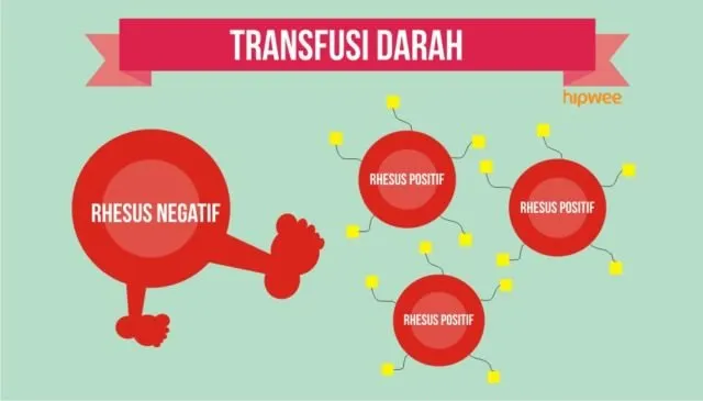 10 Fakta Pentingnya Tahu Tipe Rhesus Darah Kalian, Bukan Cuma Golongan Darah ABO Doang 14
